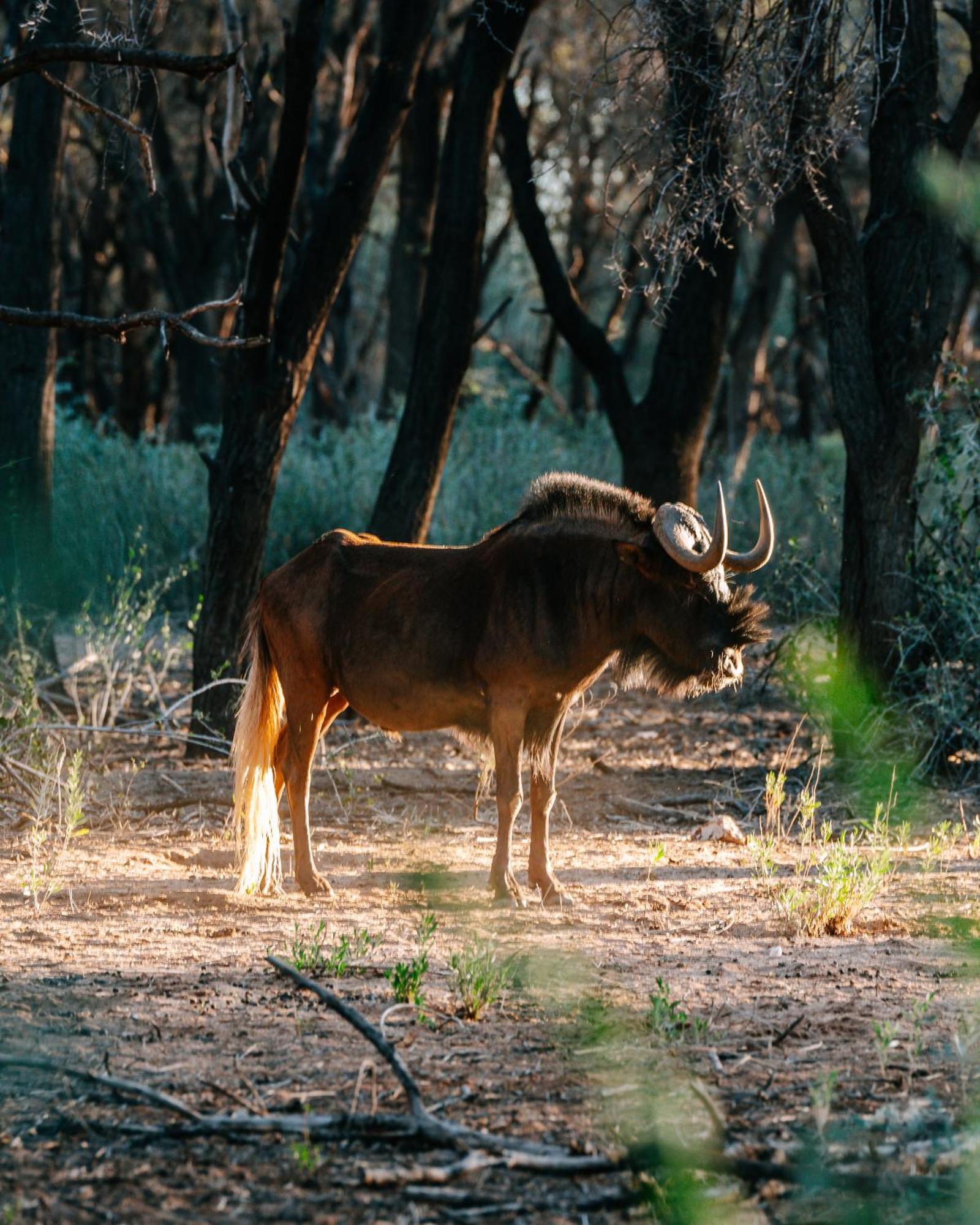 Omaruru Game Lodge Ngoại thất bức ảnh